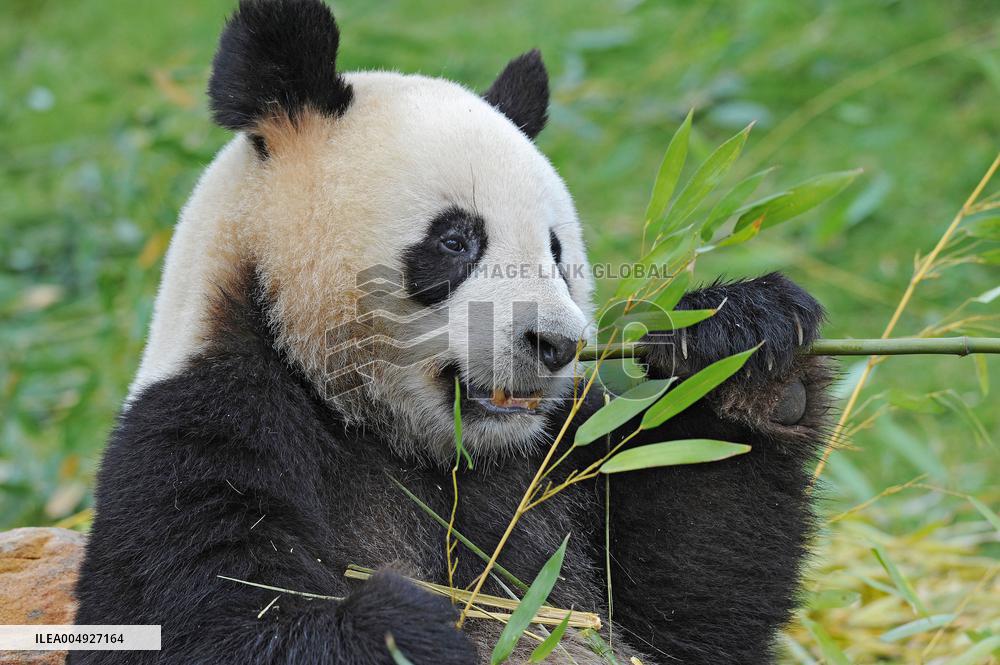 Famous Pair Of Pandas Will Leave Beauval Zoo For China - France