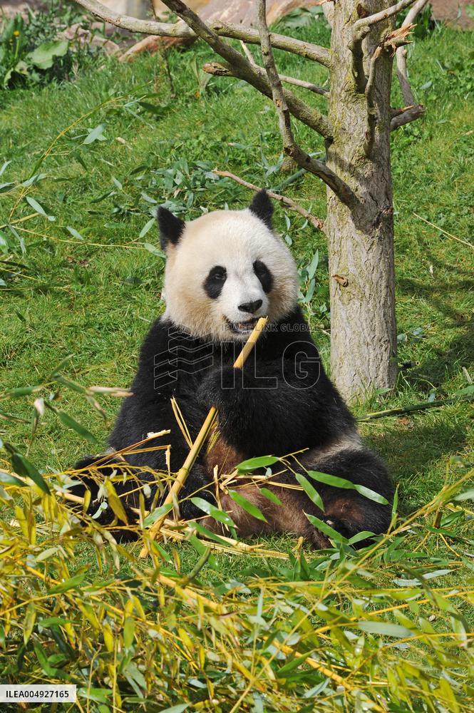 Famous Pair Of Pandas Will Leave Beauval Zoo For China - France
