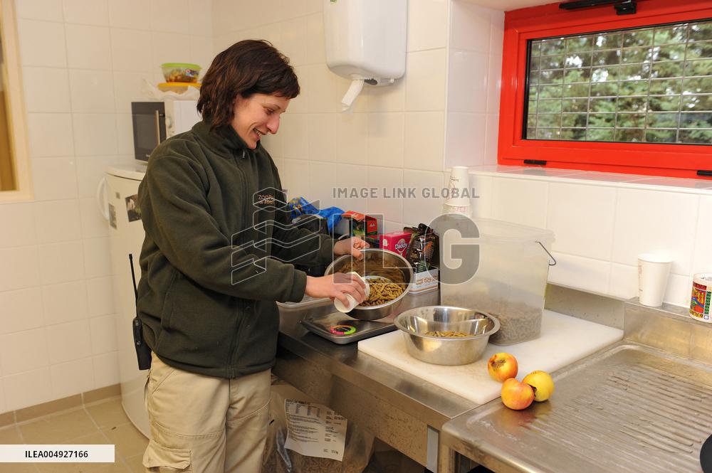 Famous Pair Of Pandas Will Leave Beauval Zoo For China - France