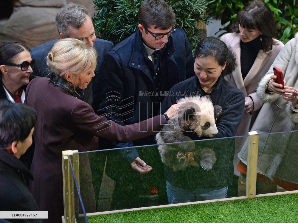 Famous Pair Of Pandas Will Leave Beauval Zoo For China - France