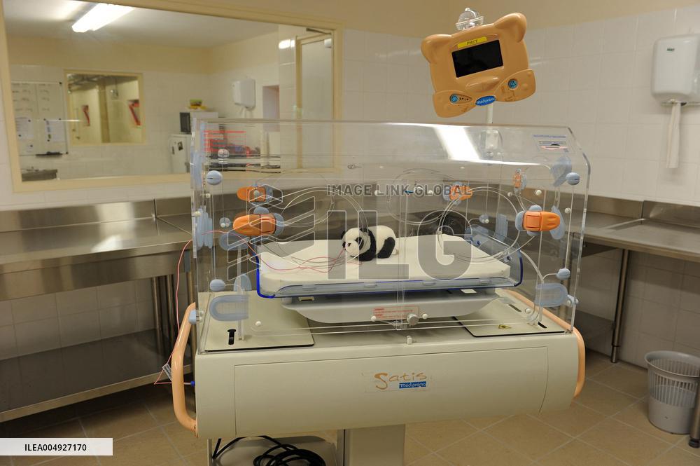 Famous Pair Of Pandas Will Leave Beauval Zoo For China - France