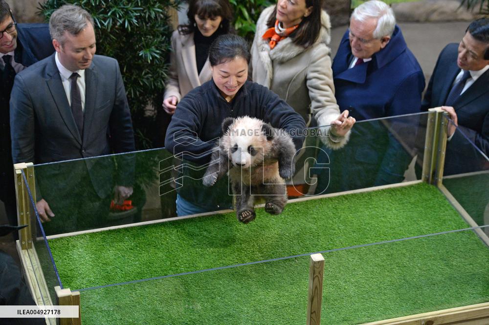 Famous Pair Of Pandas Will Leave Beauval Zoo For China - France