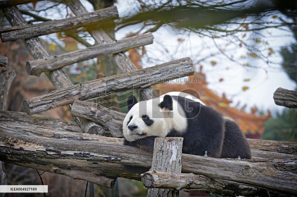 Famous Pair Of Pandas Will Leave Beauval Zoo For China - France