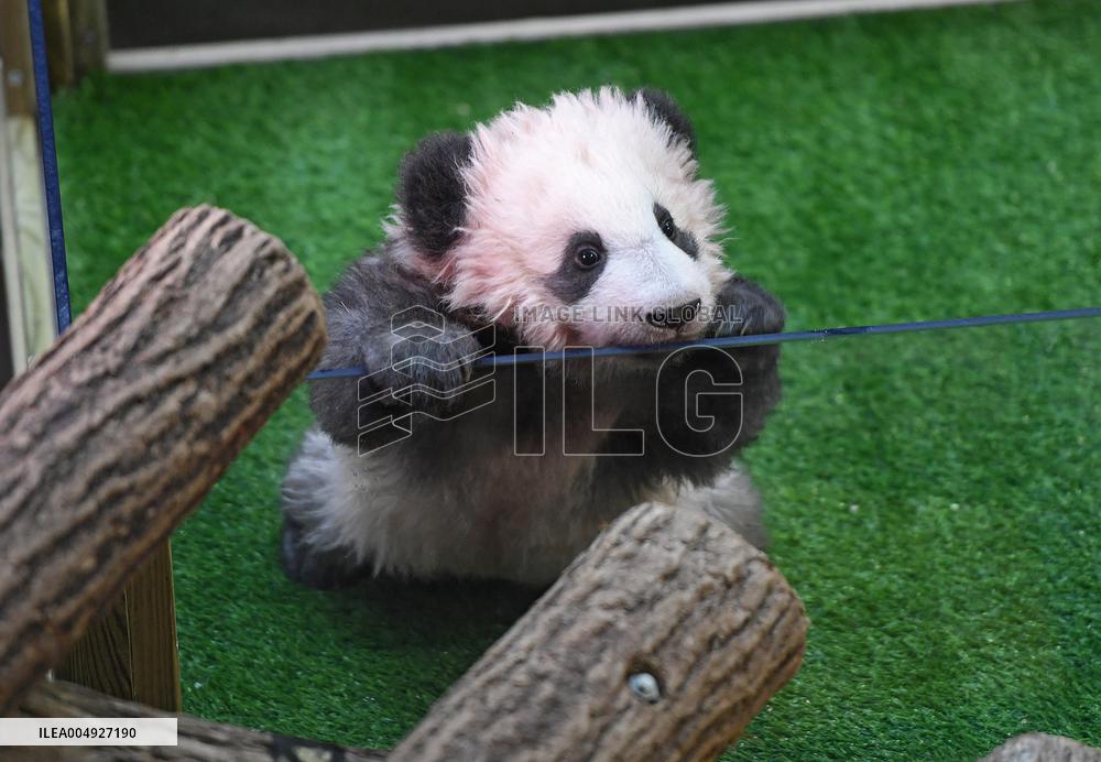 Famous Pair Of Pandas Will Leave Beauval Zoo For China - France