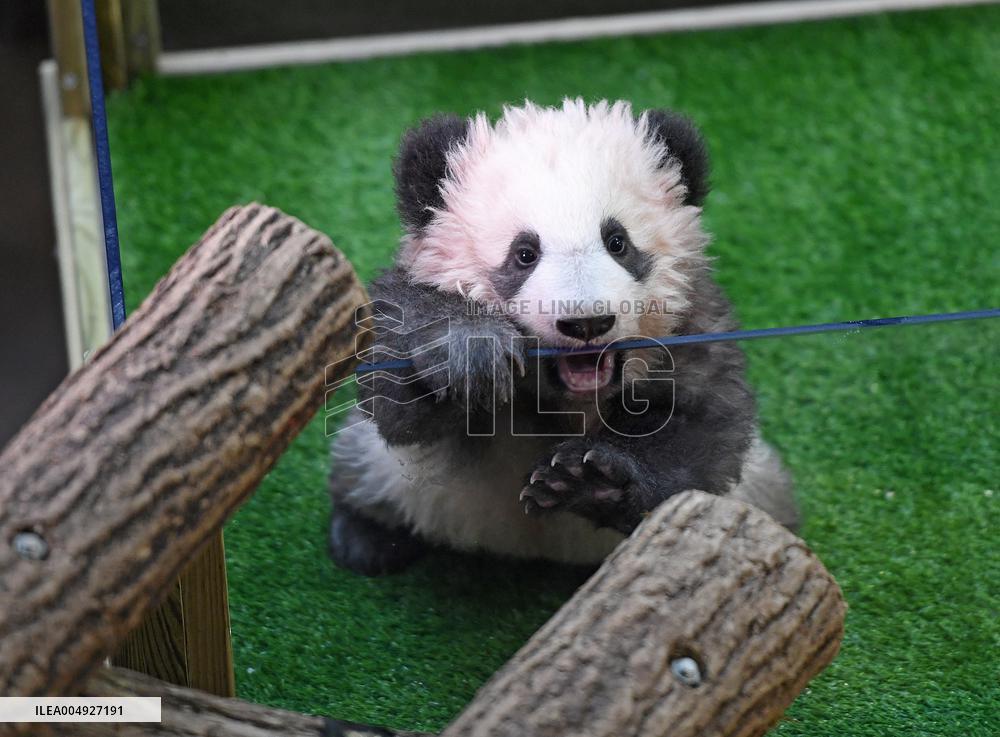 Famous Pair Of Pandas Will Leave Beauval Zoo For China - France