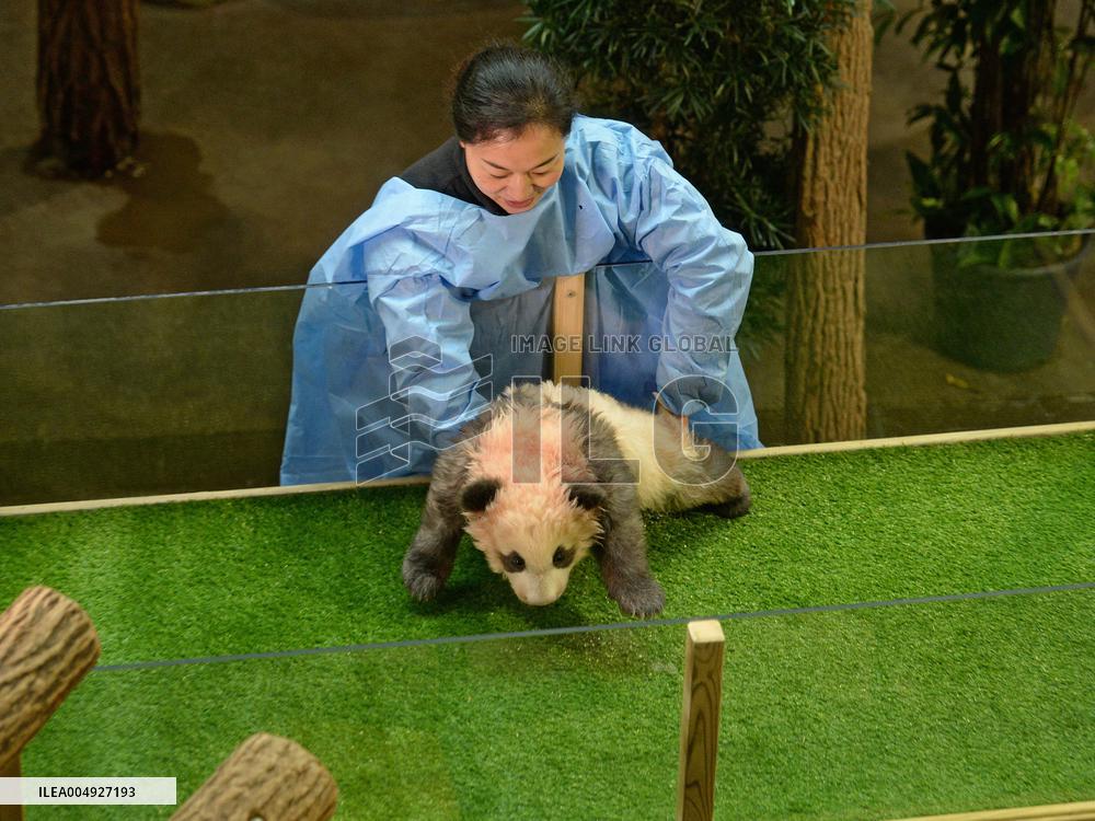 Famous Pair Of Pandas Will Leave Beauval Zoo For China - France