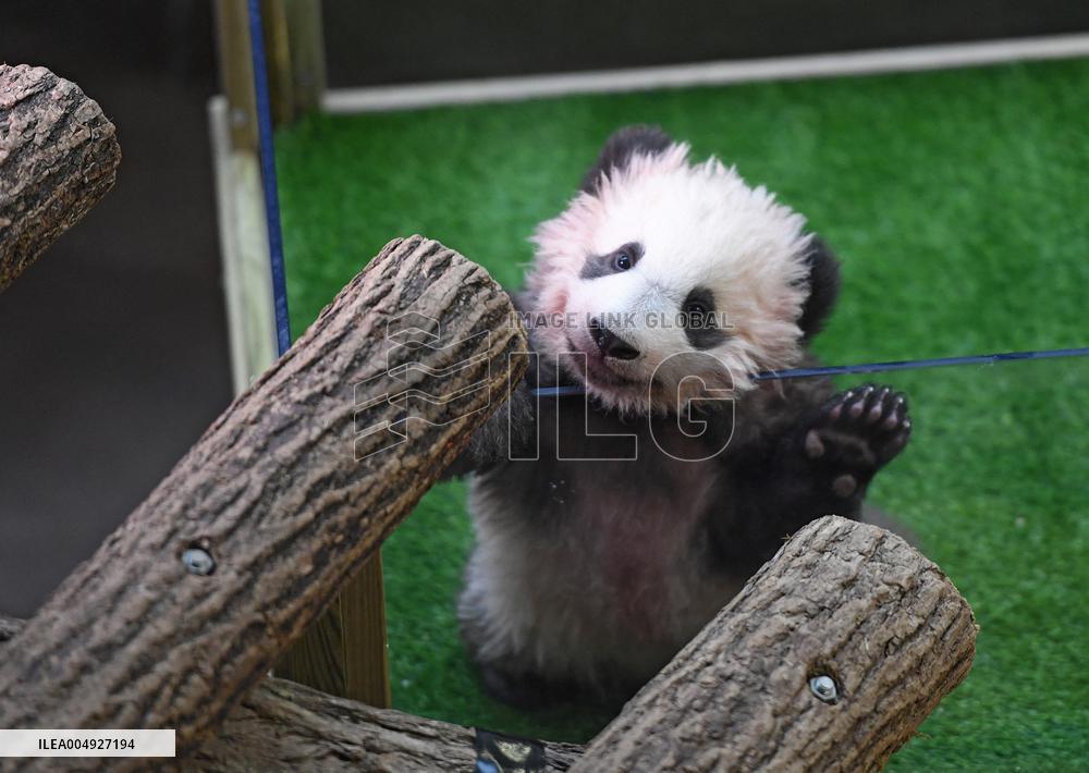 Famous Pair Of Pandas Will Leave Beauval Zoo For China - France