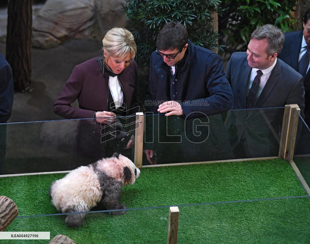 Famous Pair Of Pandas Will Leave Beauval Zoo For China - France