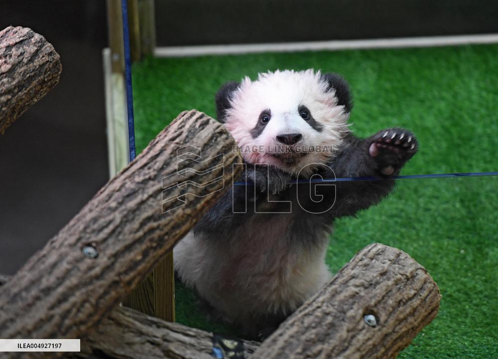 Famous Pair Of Pandas Will Leave Beauval Zoo For China - France