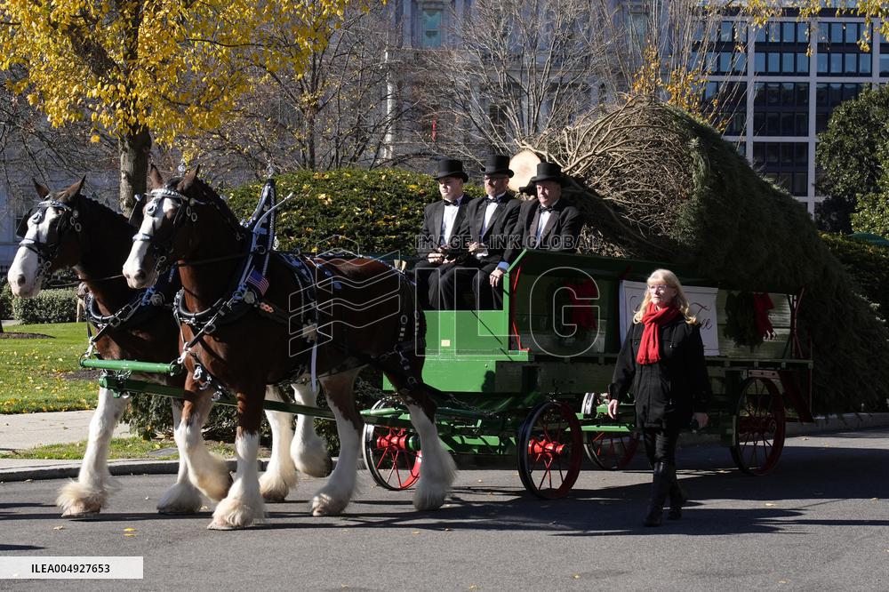 Melania Trump welcomes Christmas Tree - Washington