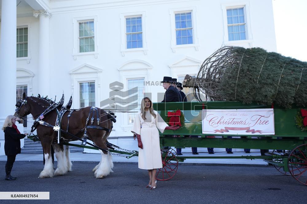 Melania Trump welcomes Christmas Tree - Washington