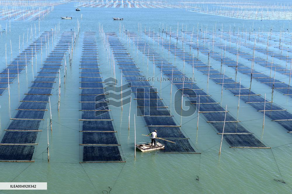 Seaweed Harvest in Fuzhou