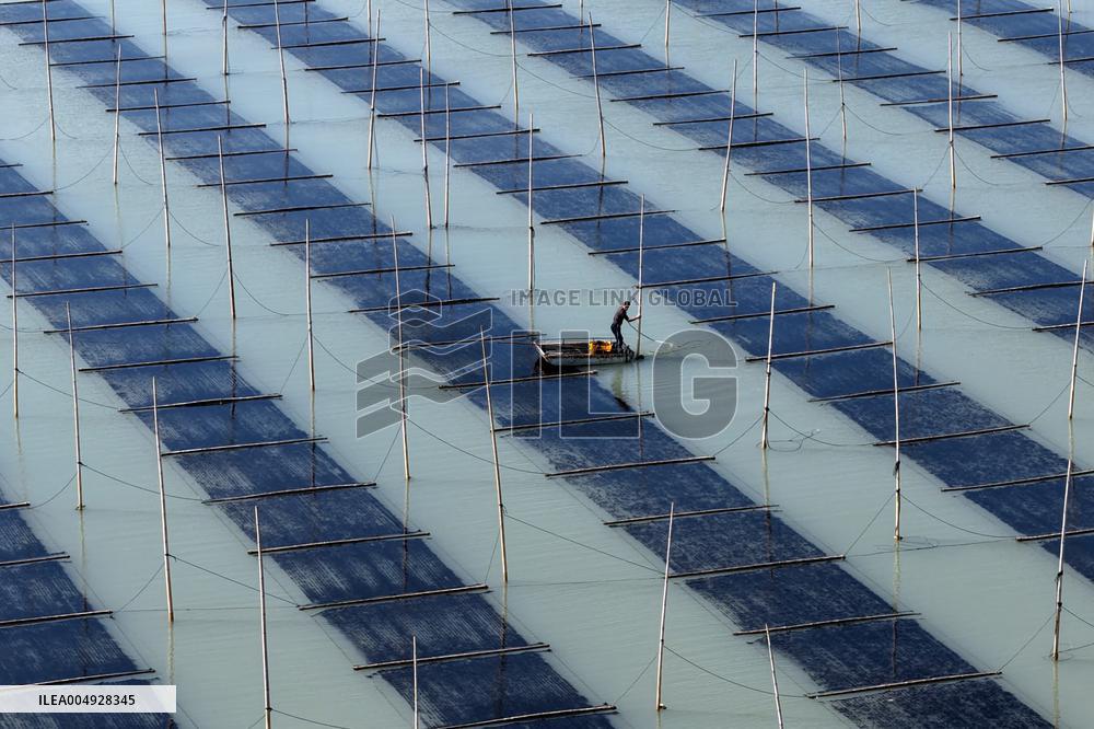 Seaweed Harvest in Fuzhou