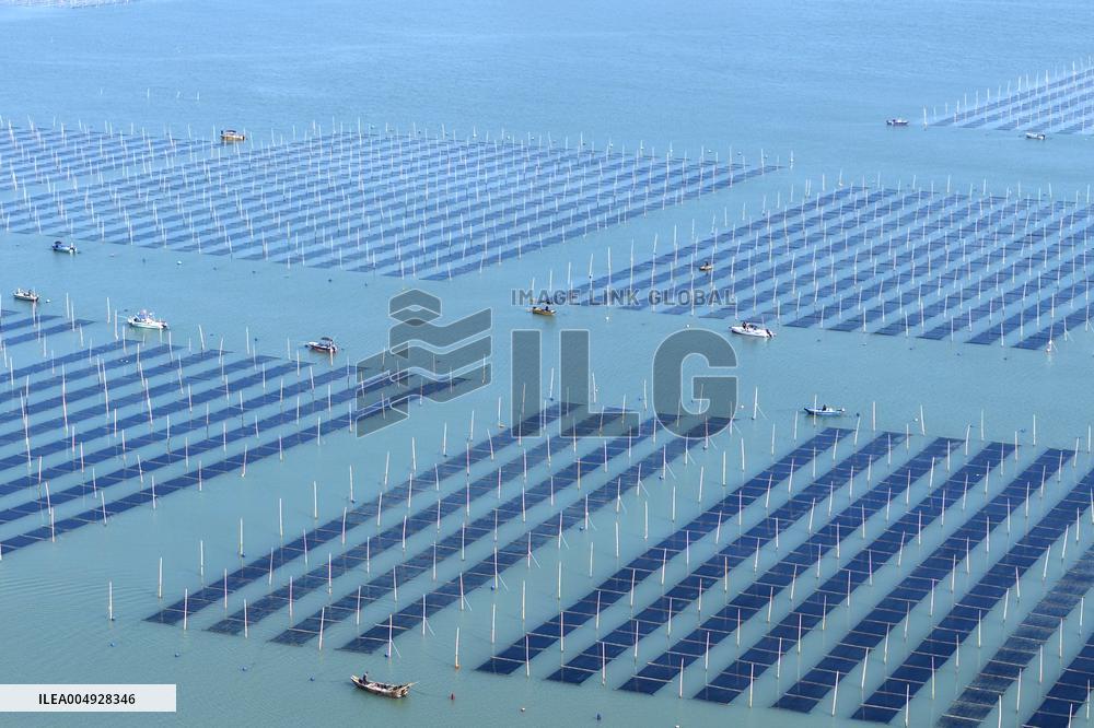 Seaweed Harvest in Fuzhou