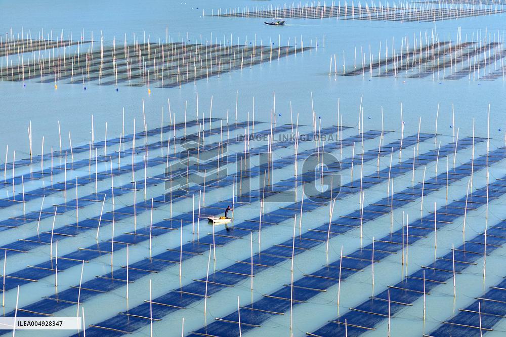 Seaweed Harvest in Fuzhou
