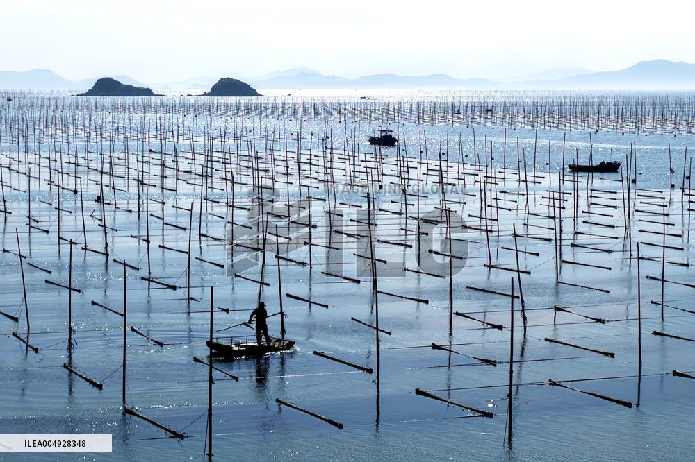 Seaweed Harvest in Fuzhou