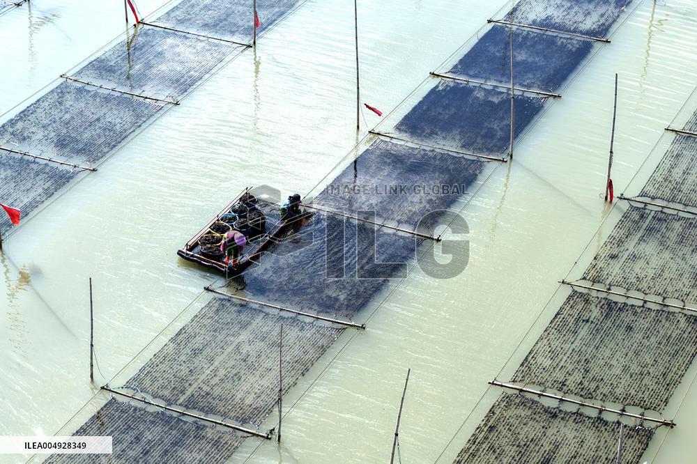 Seaweed Harvest in Fuzhou