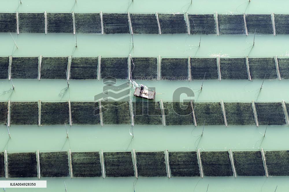 Seaweed Harvest in Fuzhou