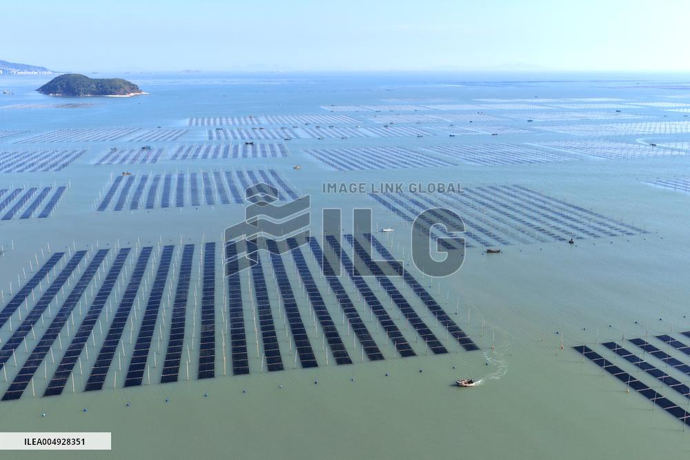 Seaweed Harvest in Fuzhou