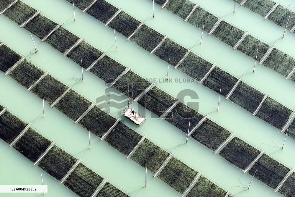 Seaweed Harvest in Fuzhou