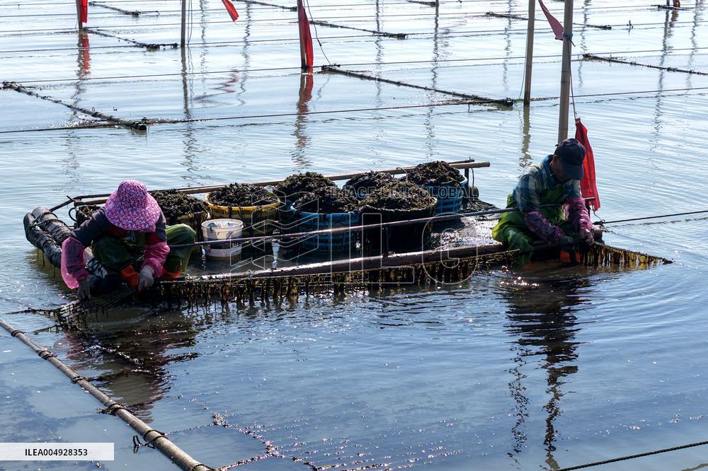 Seaweed Harvest in Fuzhou