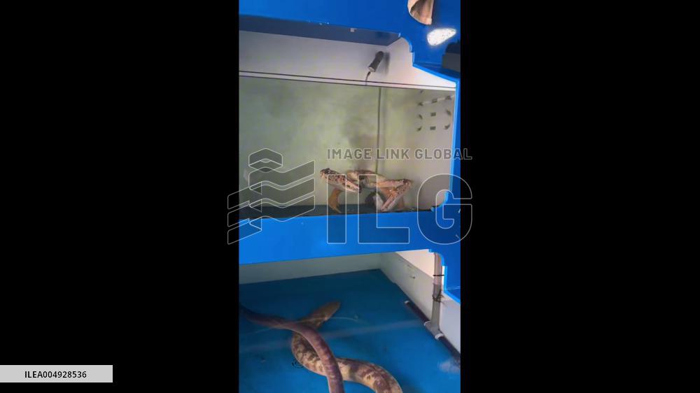 China: Crab Seen Releasing Black Smoke-Like Plumes in Fujian