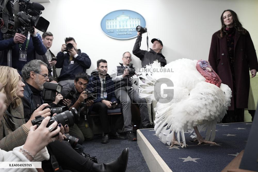 Donald Trump welcomes Christmas Tree - Washington