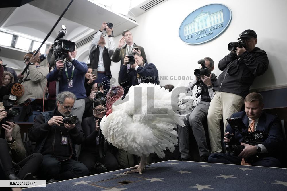 Donald Trump welcomes Christmas Tree - Washington