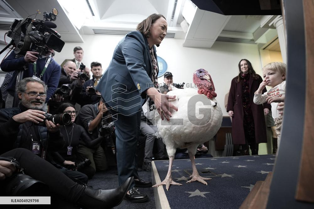 Donald Trump welcomes Christmas Tree - Washington
