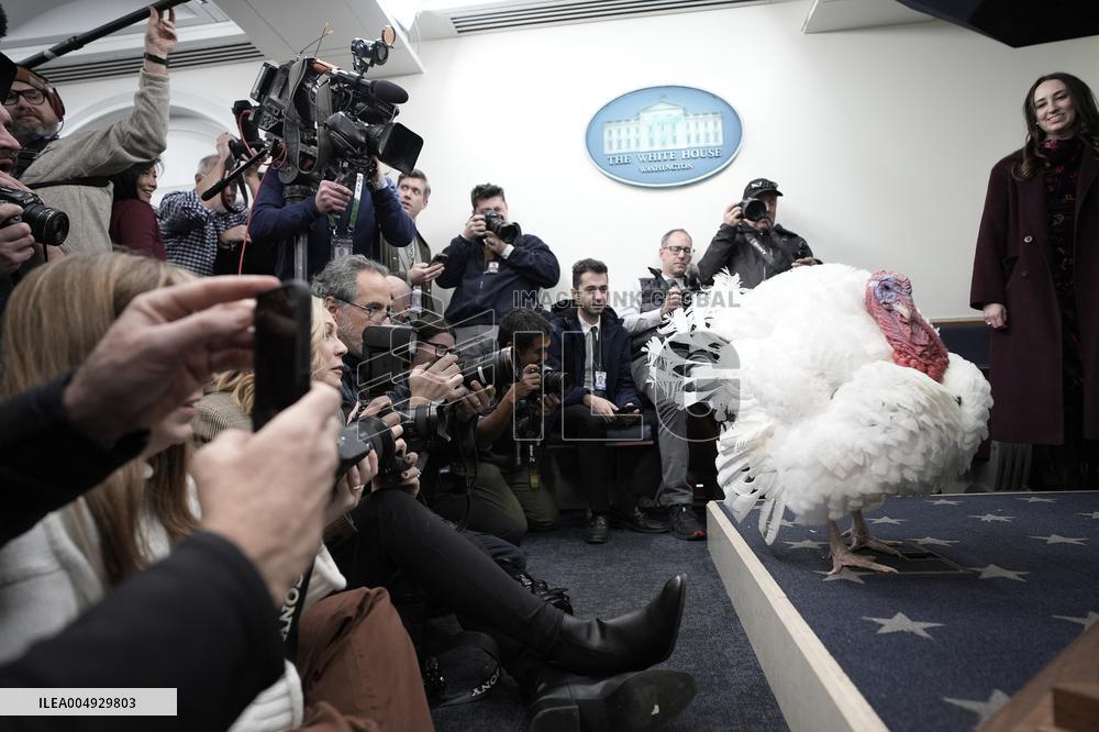Donald Trump welcomes Christmas Tree - Washington