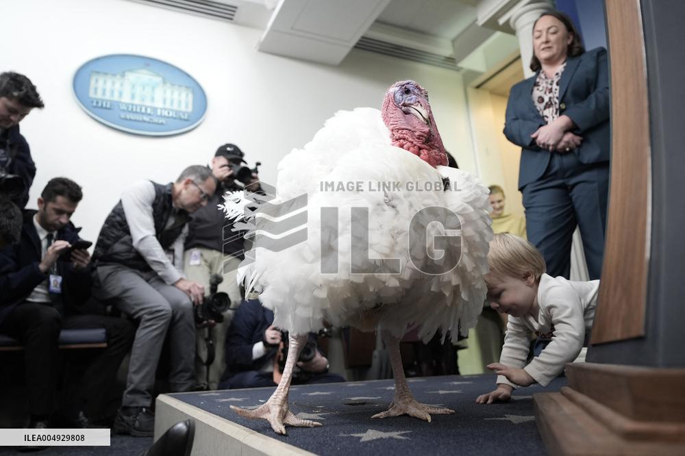 Donald Trump welcomes Christmas Tree - Washington