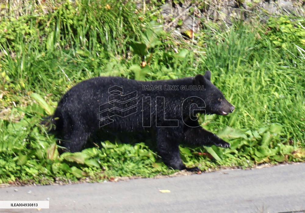 Rising bear sightings in Japan