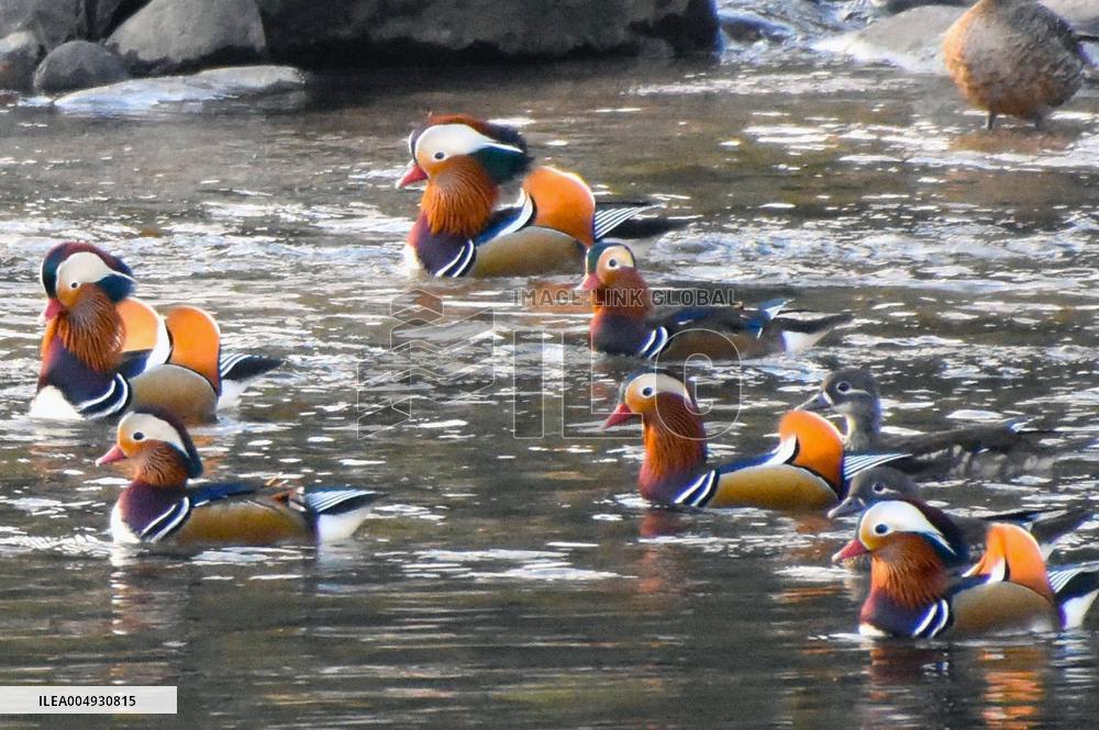 Mandarin ducks arrive in Tottori Pref. town