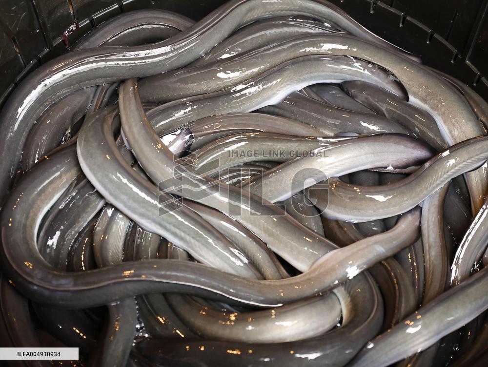 Global eel trade may be regulated