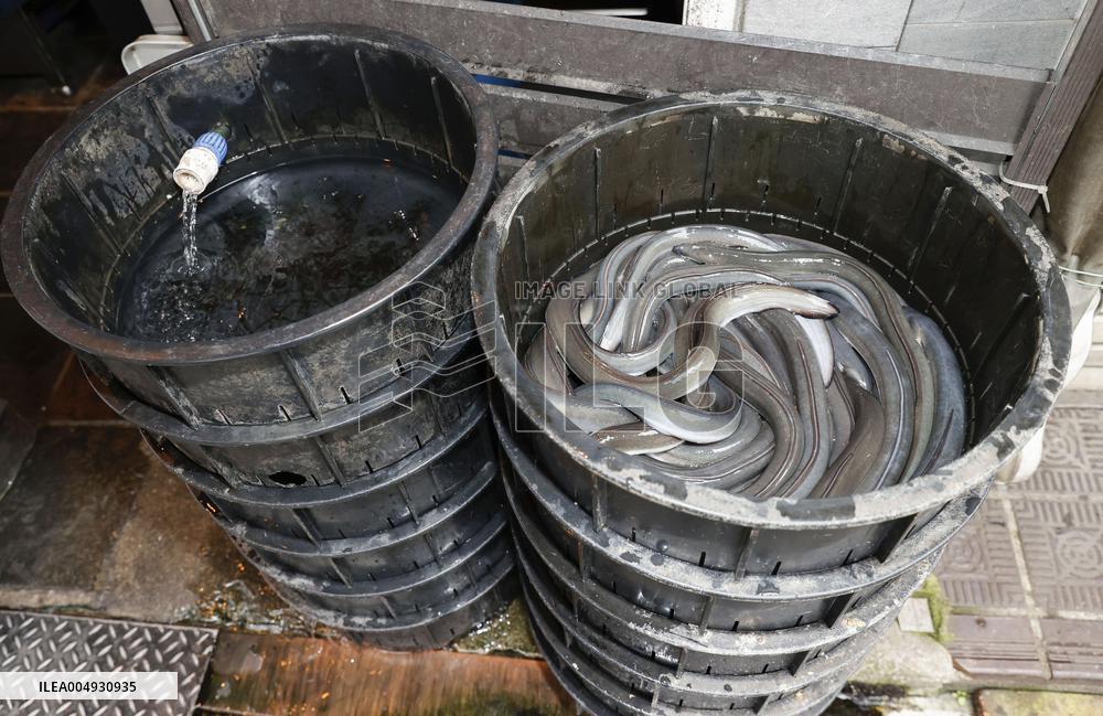 Global eel trade may be regulated