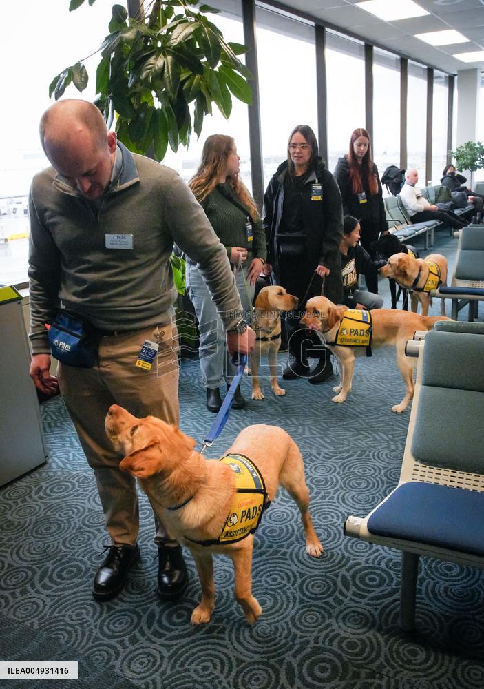 Training Assistance Dogs on Board an Aeroplane - Vancouver