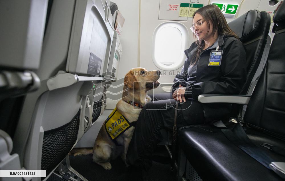Training Assistance Dogs on Board an Aeroplane - Vancouver