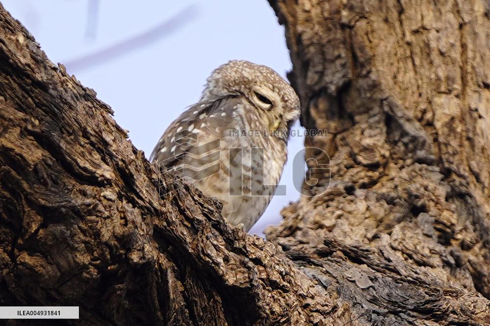 Owl Take Rest on The Branch of A Tree - India