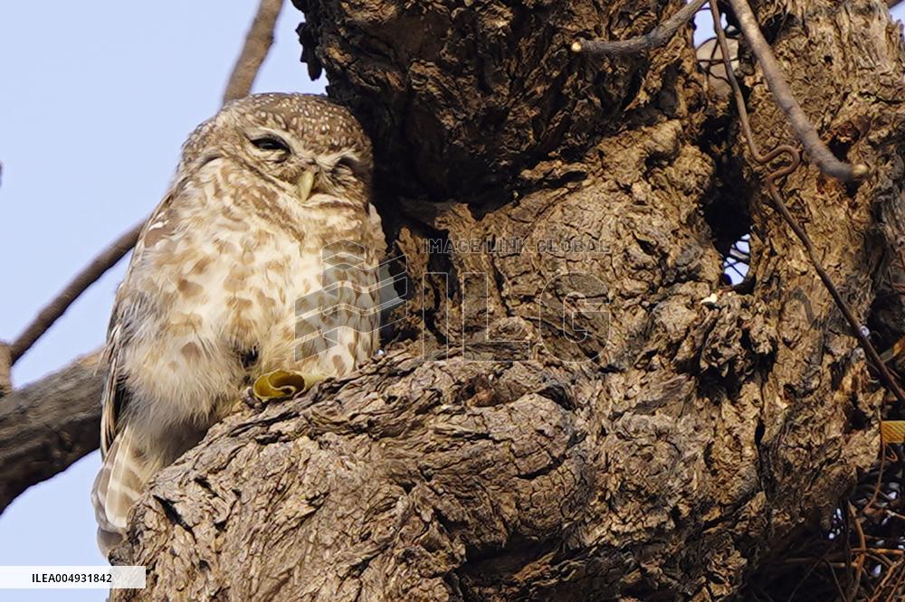Owl Take Rest on The Branch of A Tree - India