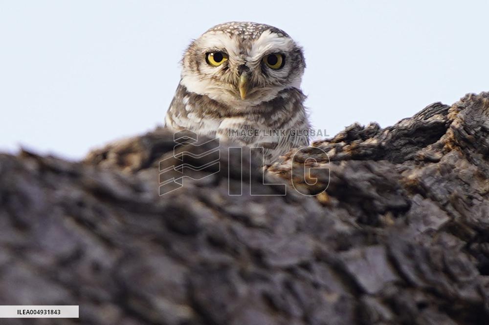Owl Take Rest on The Branch of A Tree - India