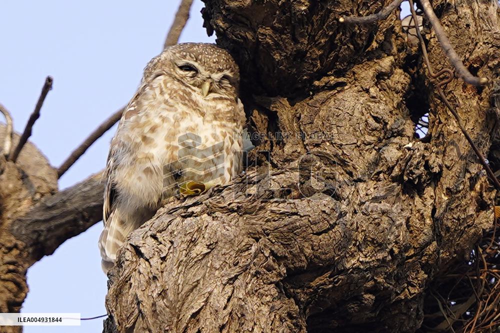 Owl Take Rest on The Branch of A Tree - India