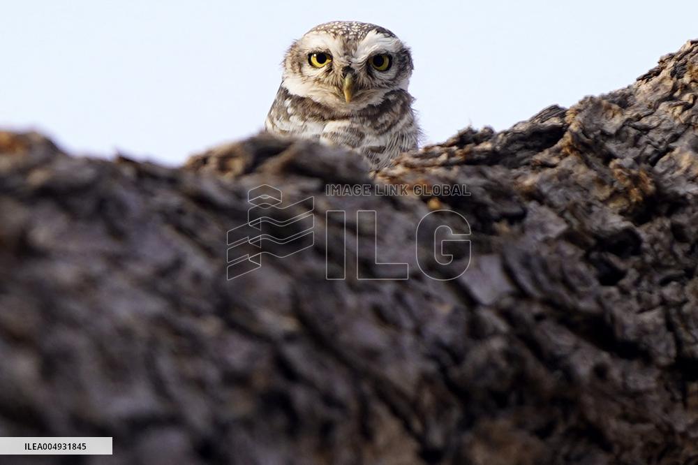 Owl Take Rest on The Branch of A Tree - India