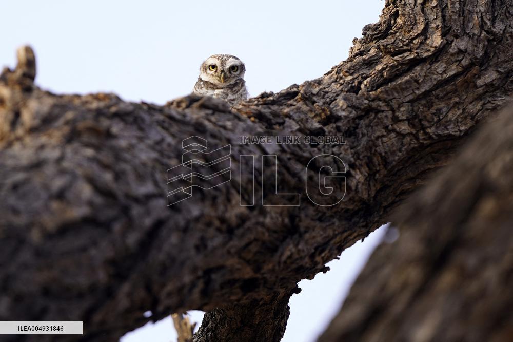 Owl Take Rest on The Branch of A Tree - India
