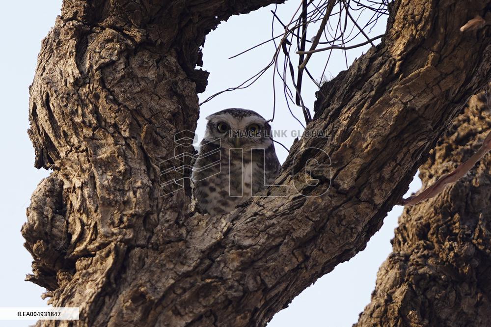 Owl Take Rest on The Branch of A Tree - India