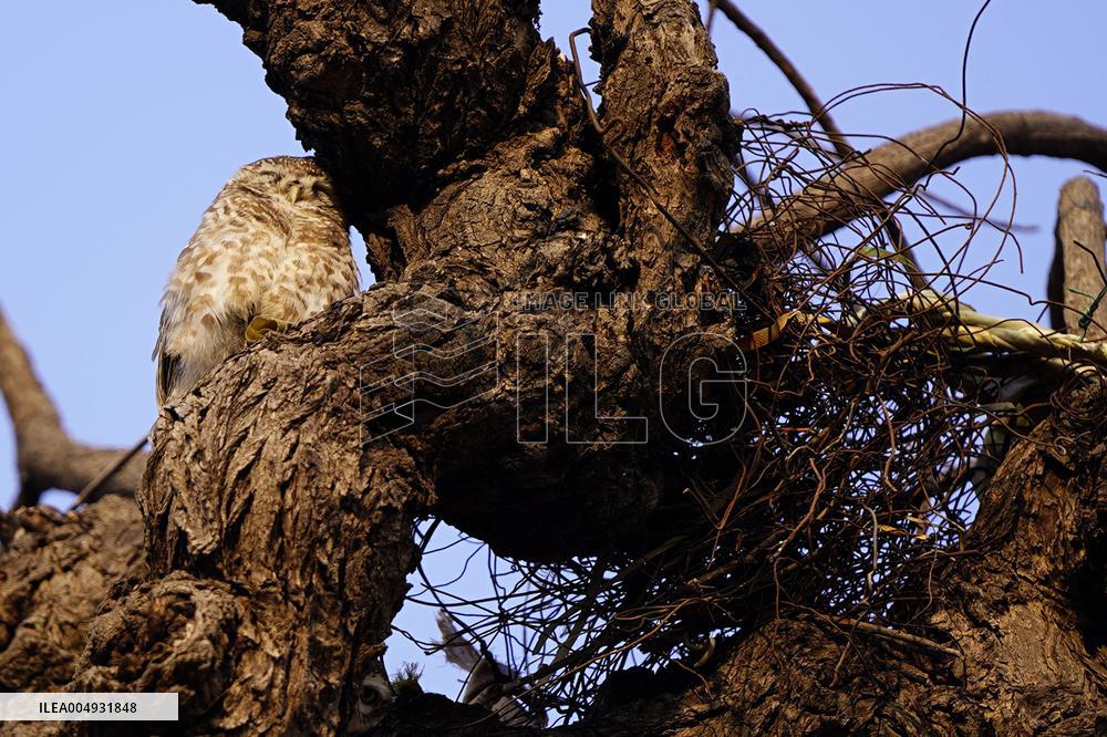 Owl Take Rest on The Branch of A Tree - India