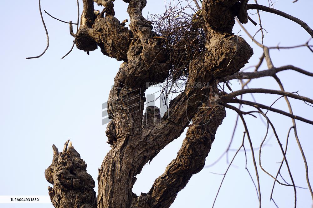 Owl Take Rest on The Branch of A Tree - India