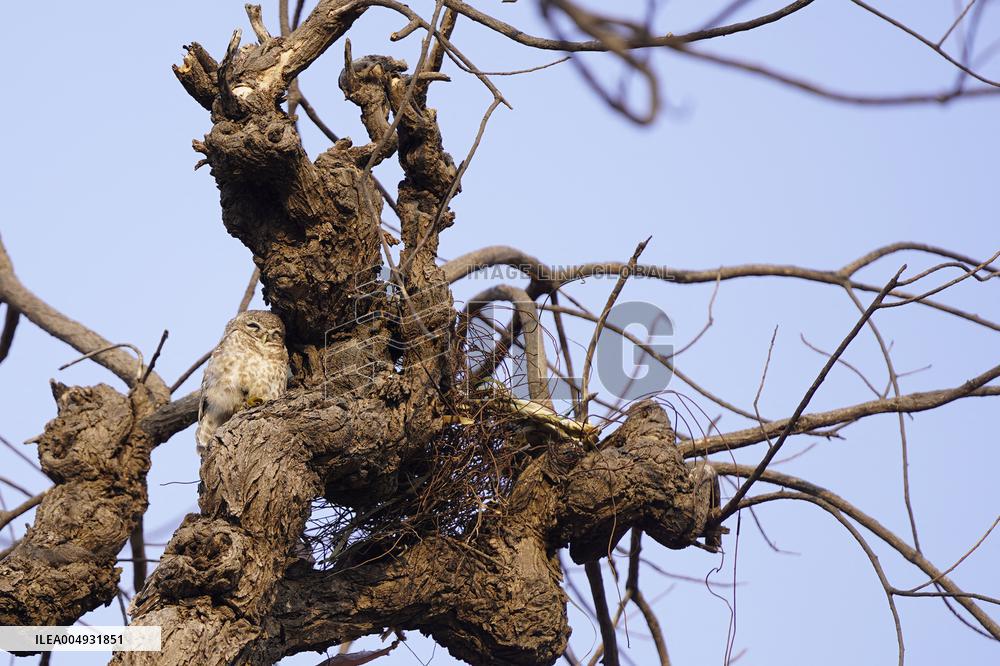Owl Take Rest on The Branch of A Tree - India