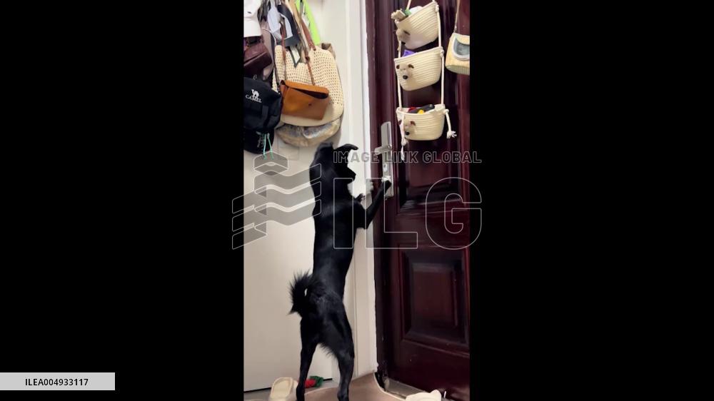 China: Smart Dog Tries Unlocking Door With Its Paw in Shanghai