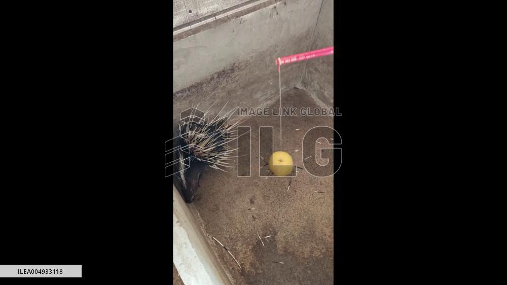 China: Porcupine Releases Quills After Ball Provocation