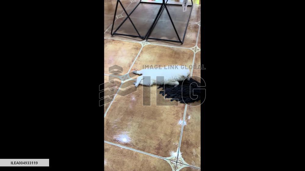 China: Dog Clings to Mop, Gets Whirled Around in Hilarious Household Moment